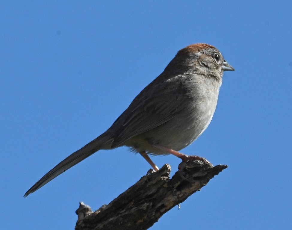 Rufous-crowned Sparrow - Steve Davis