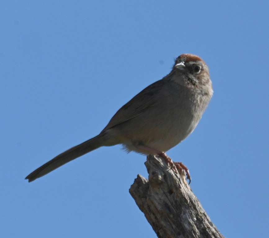 Rufous-crowned Sparrow - Steve Davis