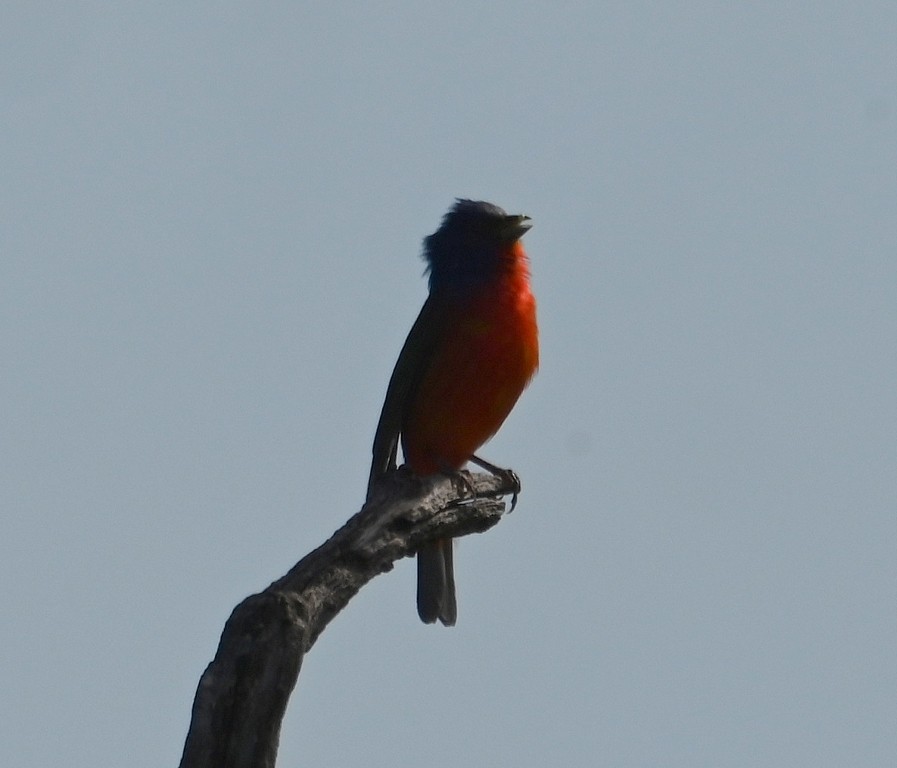 Painted Bunting - Steve Davis