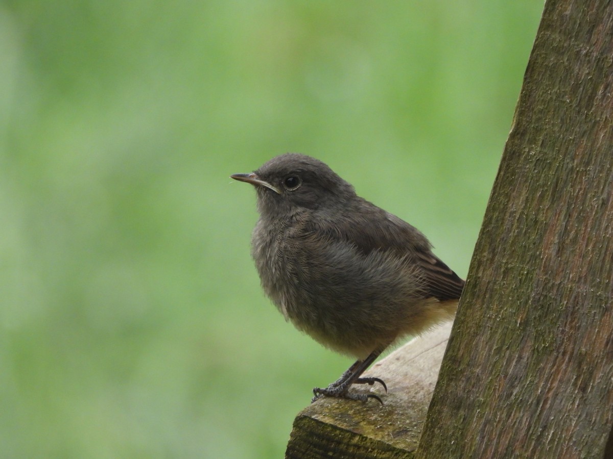 Black Redstart - Anja Kahl