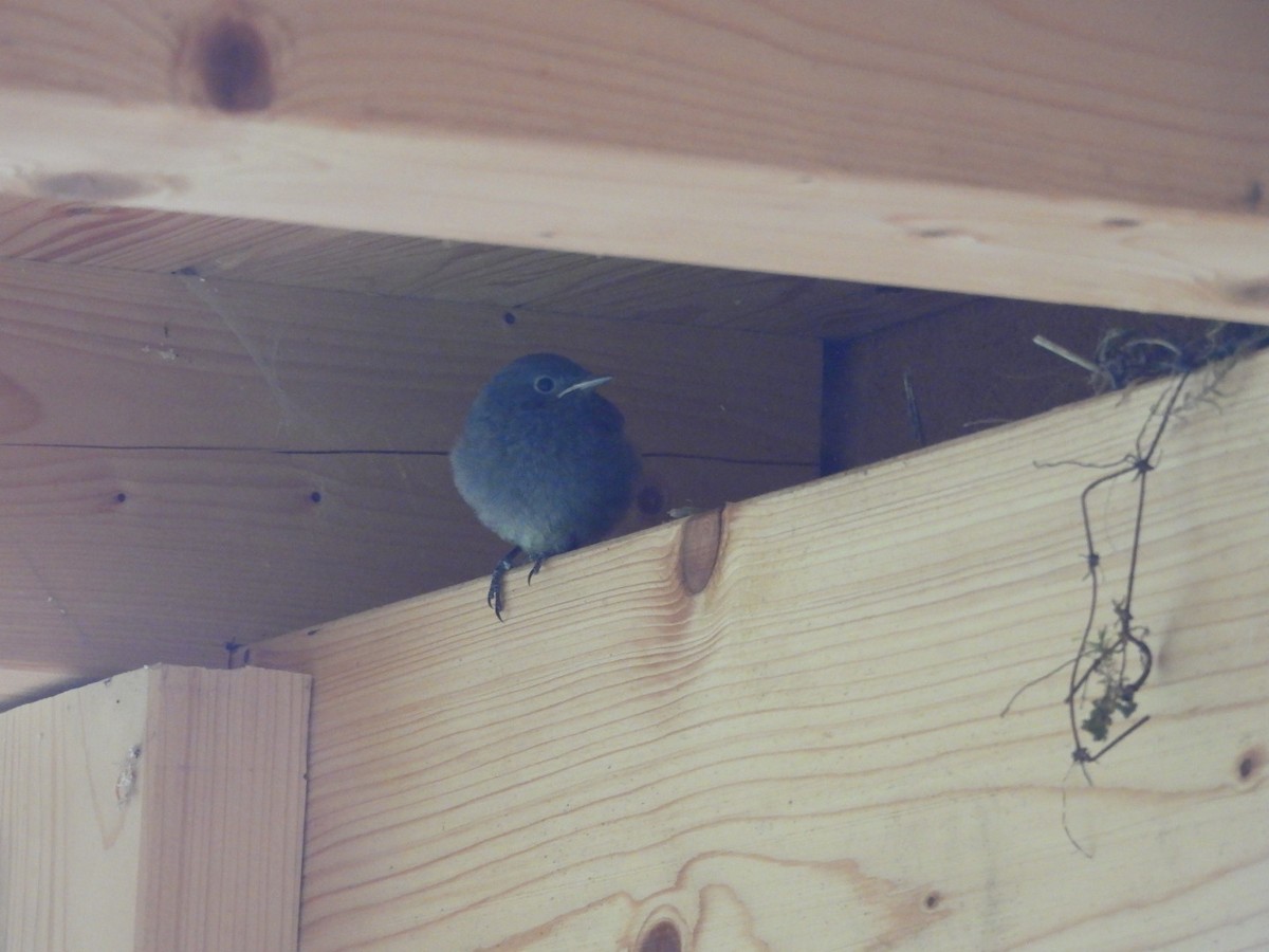 Black Redstart - Anja Kahl