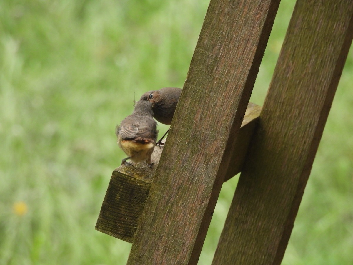 Black Redstart - Anja Kahl