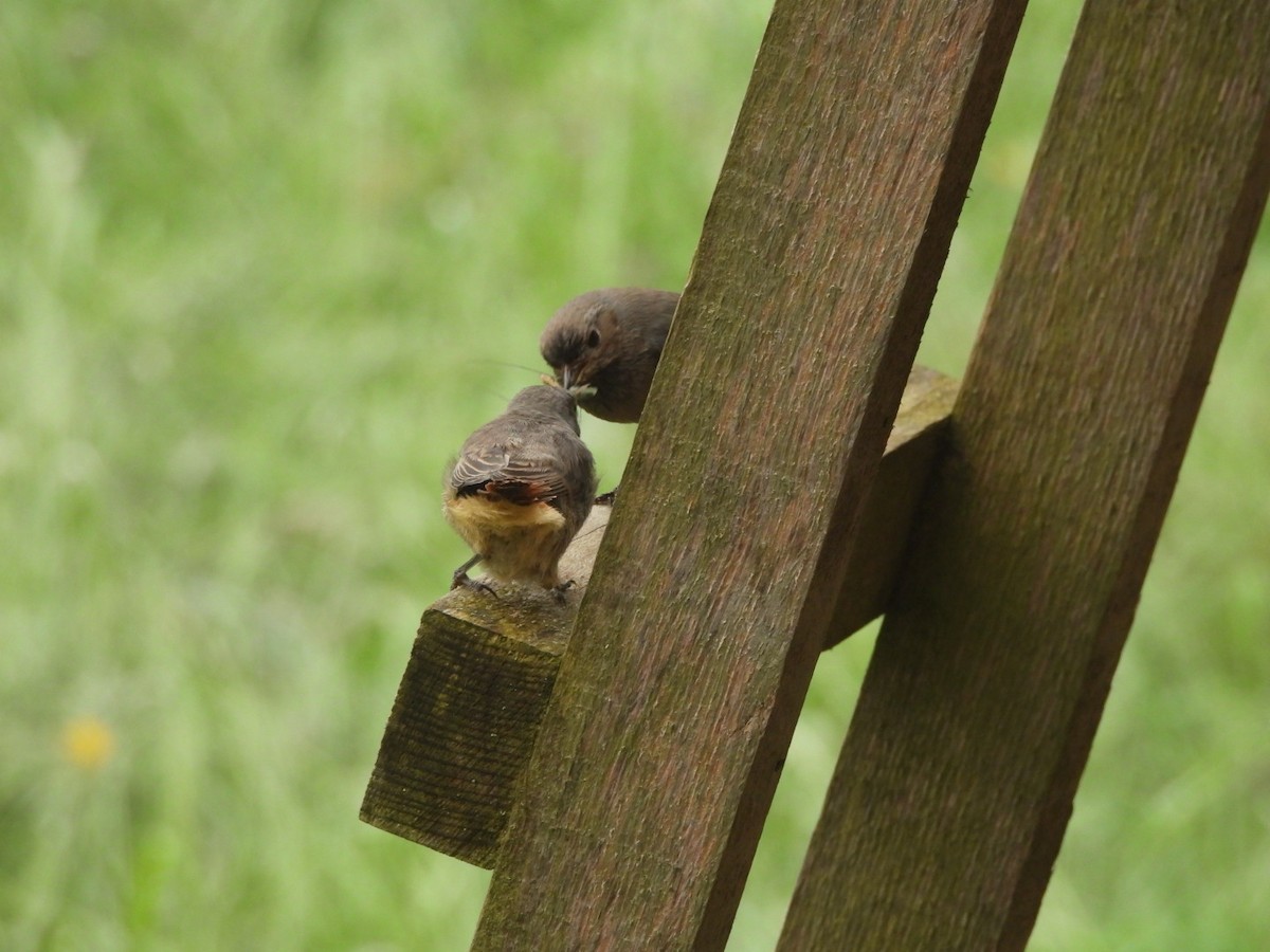 Black Redstart - Anja Kahl