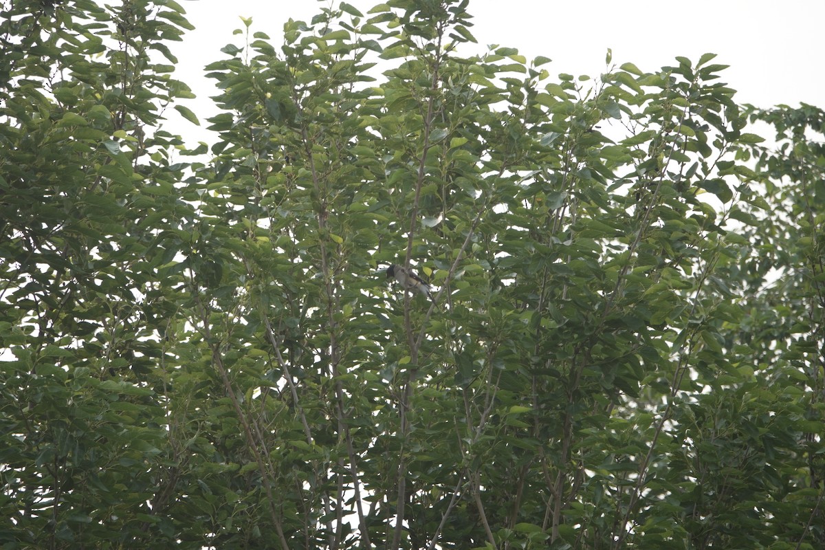 Yellow-billed Grosbeak - Fei Sha