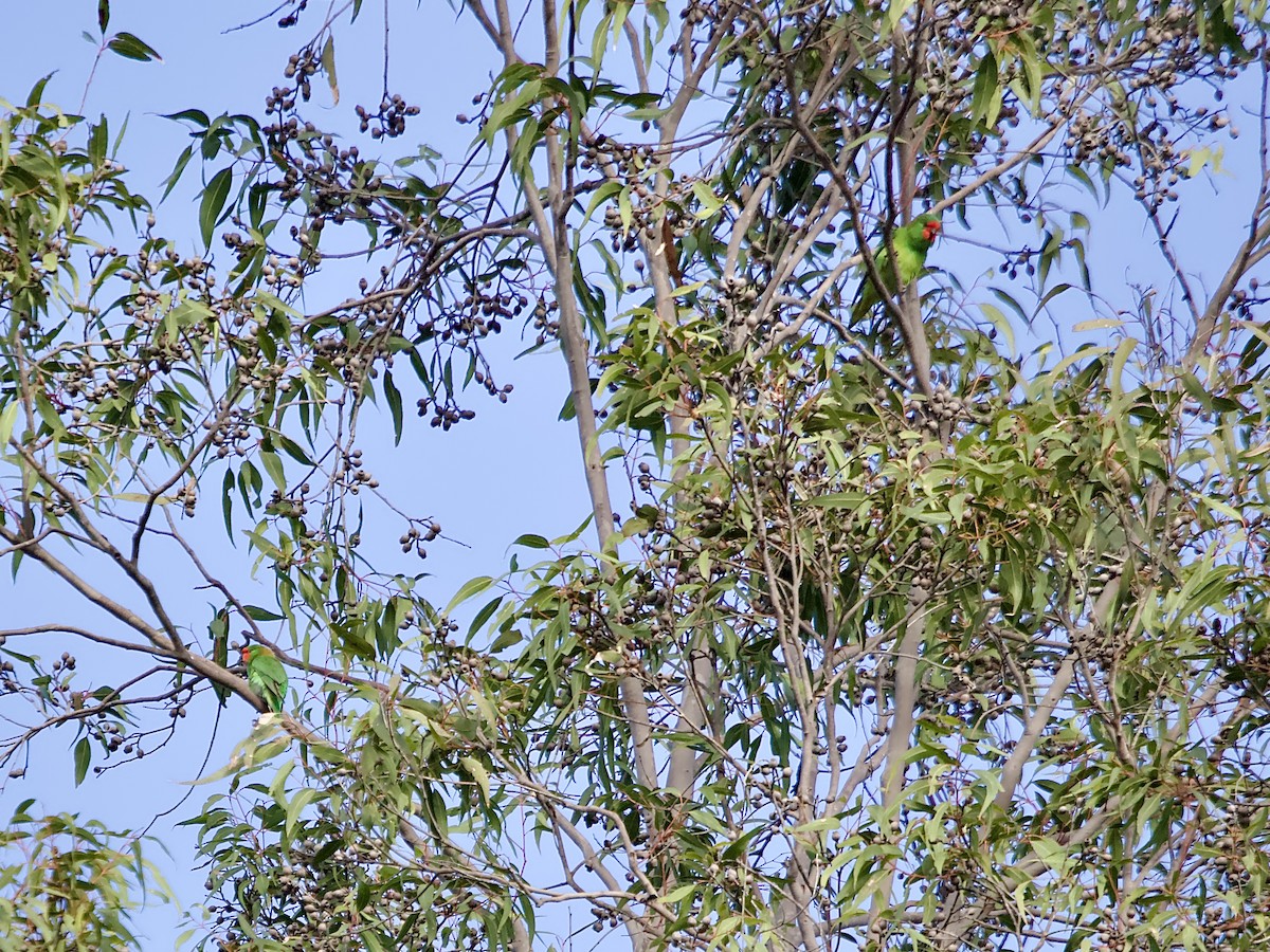 Little Lorikeet - Allan Johns