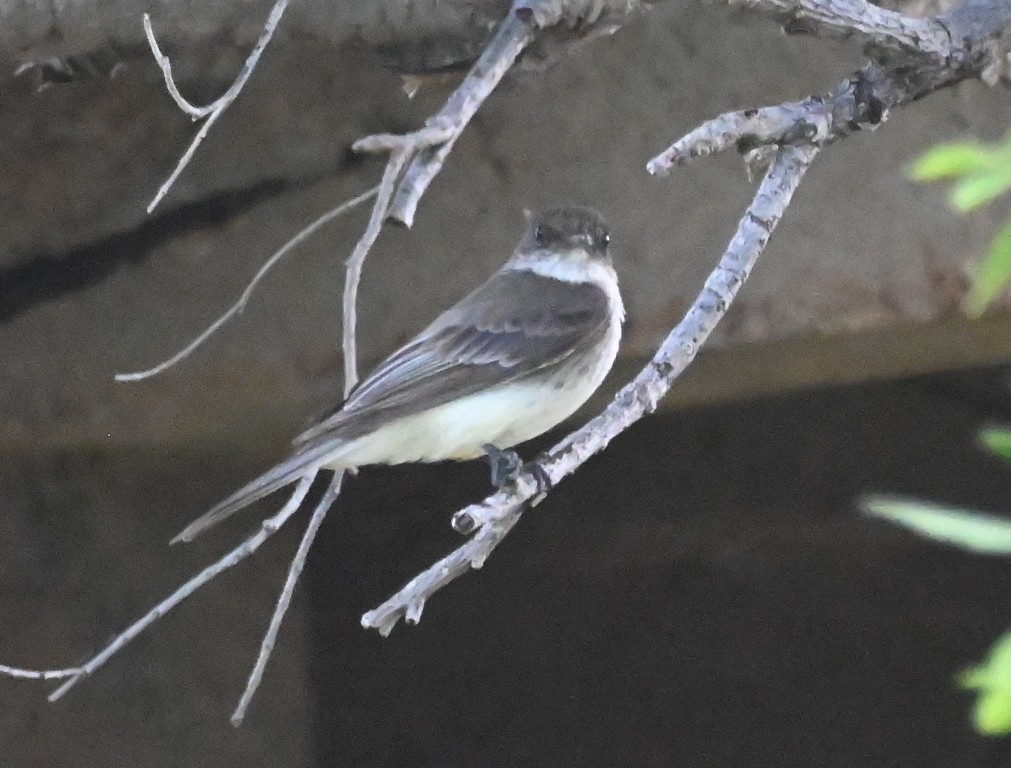 Eastern Phoebe - Steve Davis