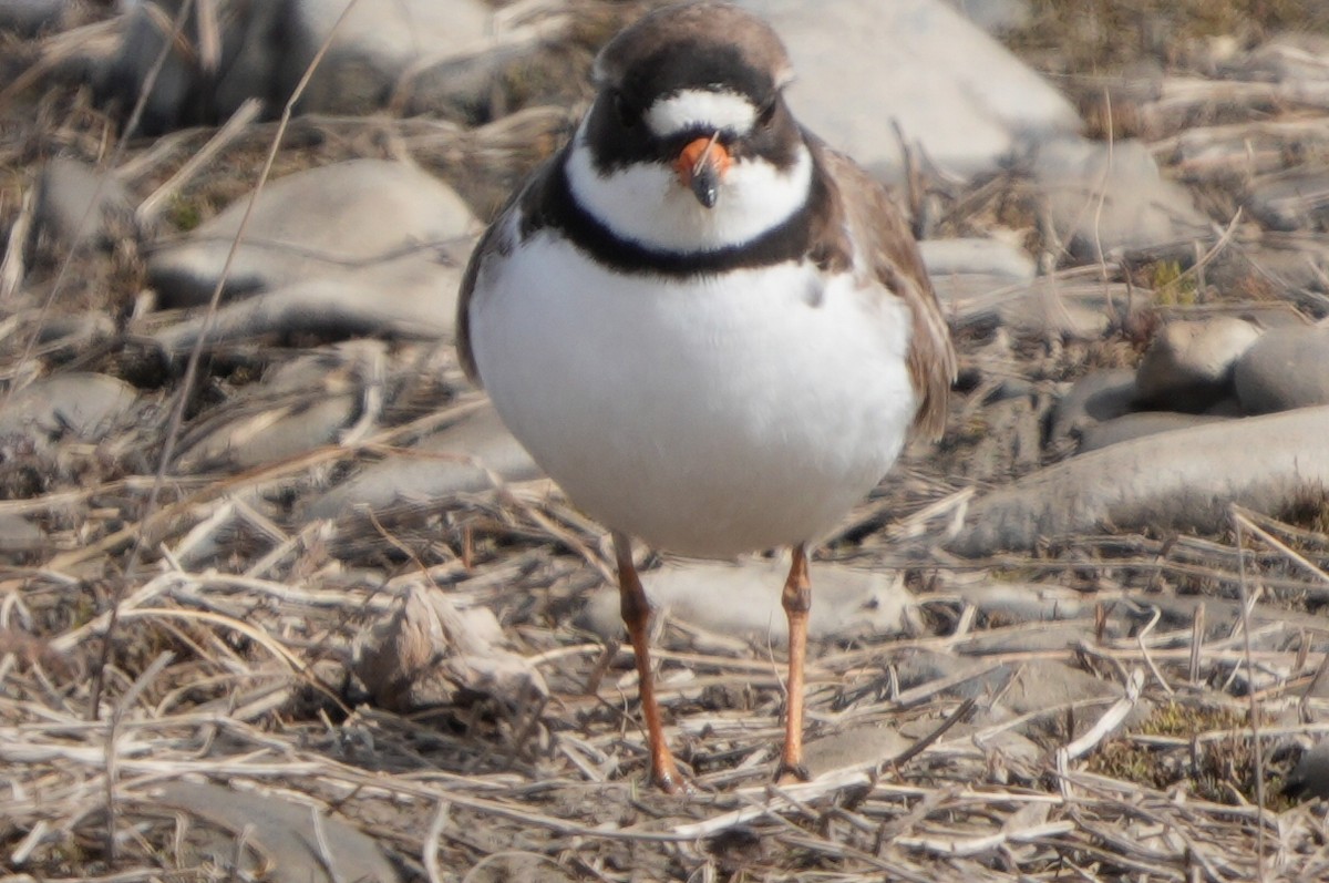 Semipalmated Plover - Emily Mackevicius
