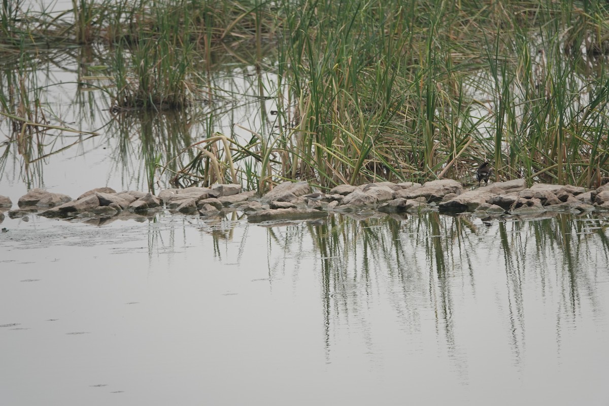 Common Sandpiper - Fei Sha