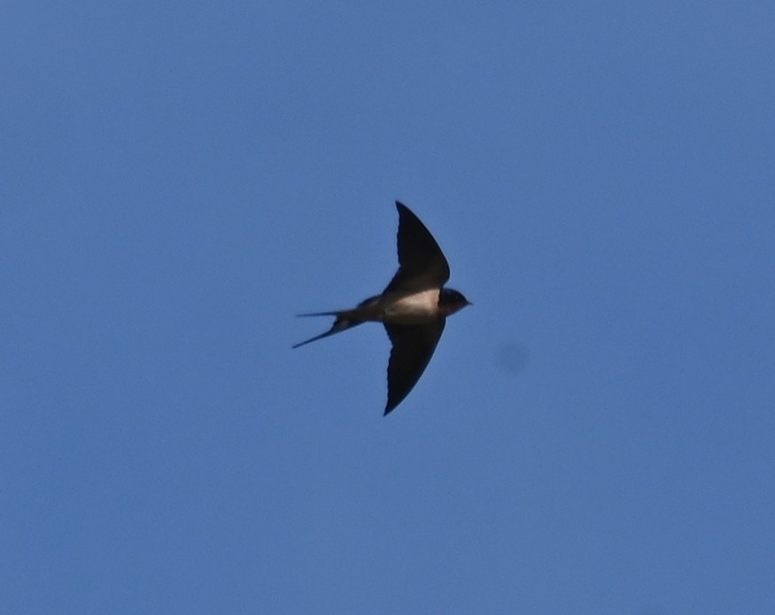 Barn Swallow - Steve Davis