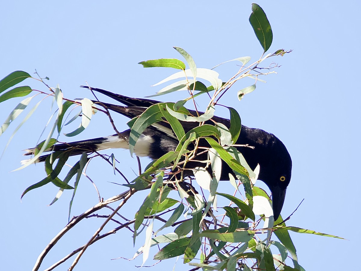 Pied Currawong - Allan Johns