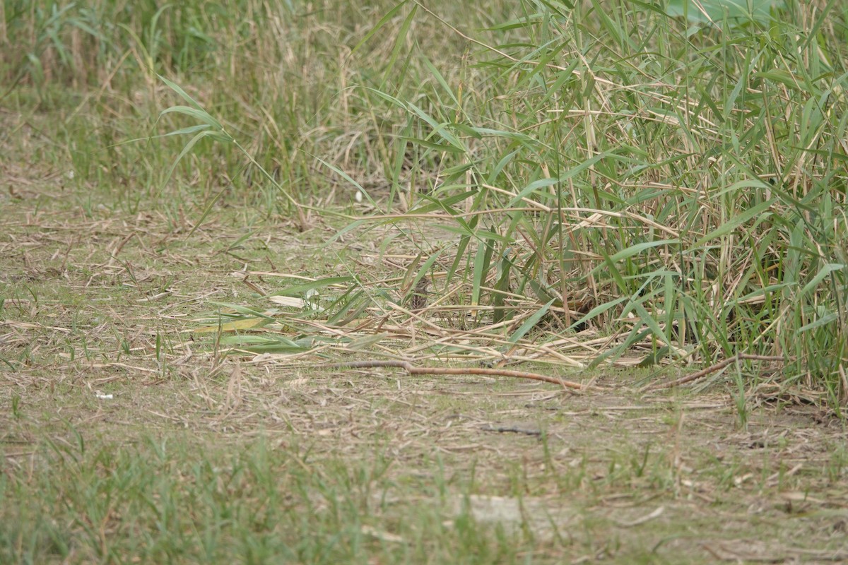 Black-faced Bunting - Fei Sha