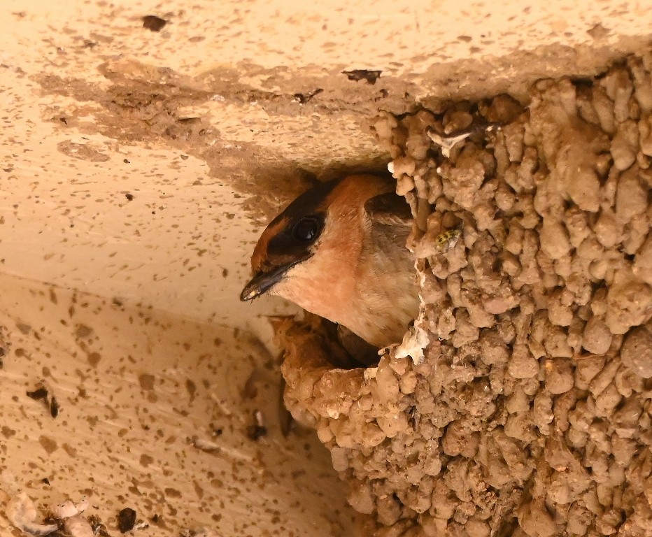 Cave Swallow - Steve Davis