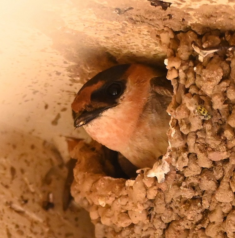 Cave Swallow - Steve Davis