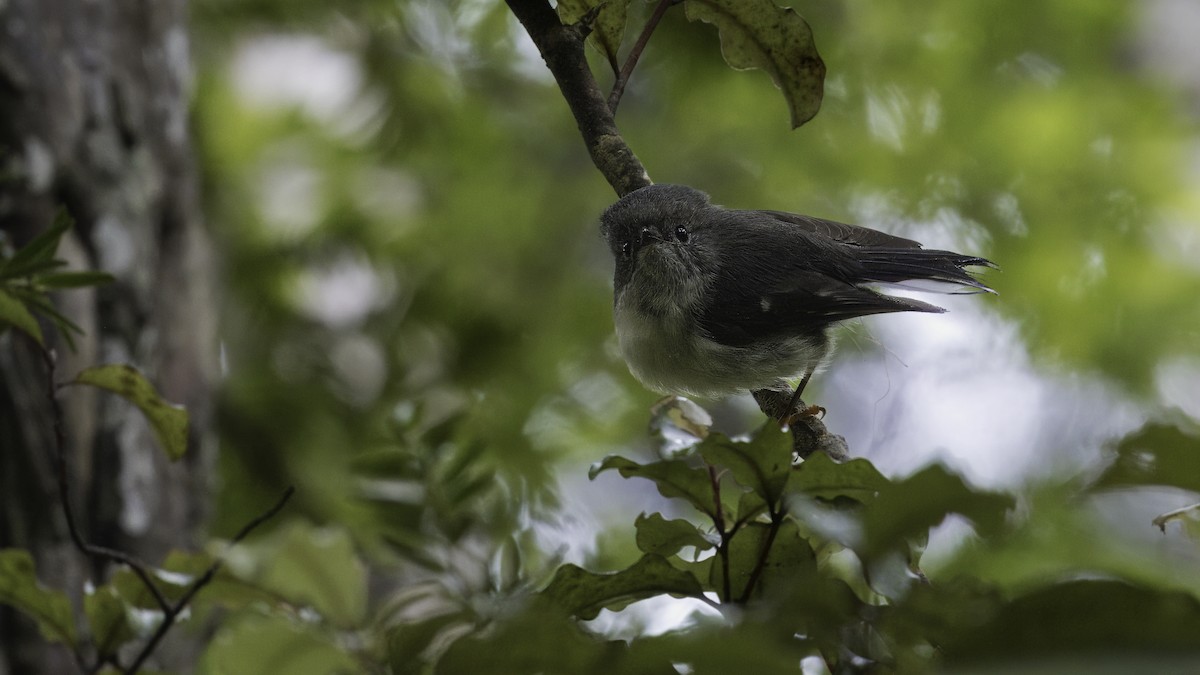 South Island Robin - Markus Craig