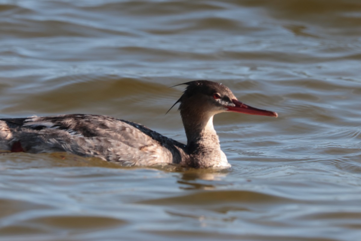 Red-breasted Merganser - Otha Savage