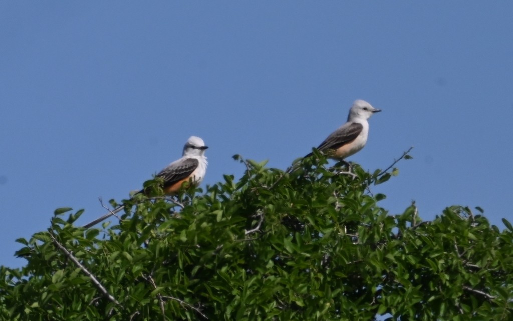 Scissor-tailed Flycatcher - Steve Davis