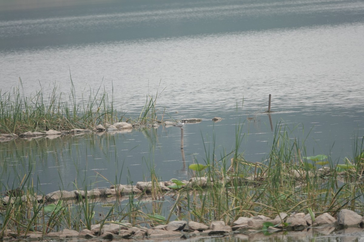 Common Tern - Fei Sha