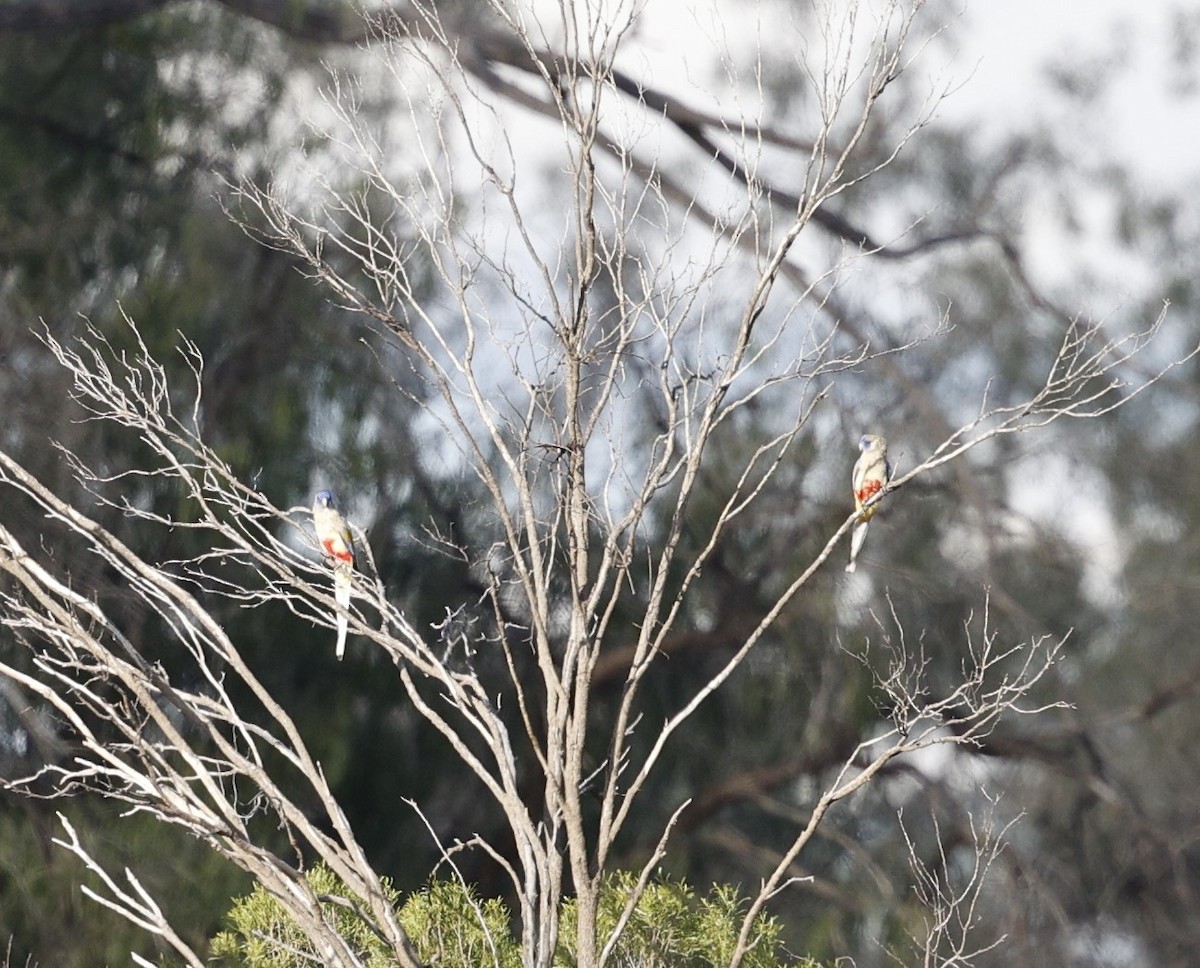 Greater Bluebonnet (Yellow-vented) - Cathy Pert