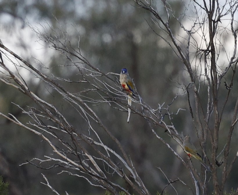 Greater Bluebonnet (Yellow-vented) - Cathy Pert