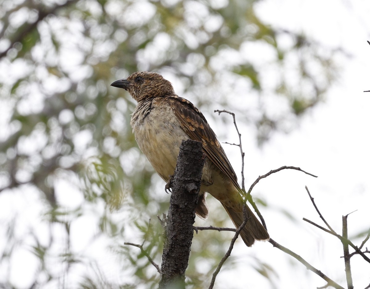 Spotted Bowerbird - Cathy Pert