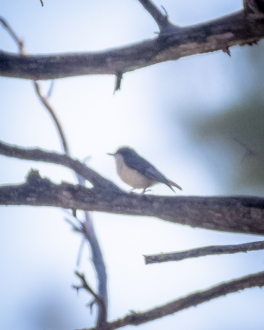 Pygmy Nuthatch - James Kendall