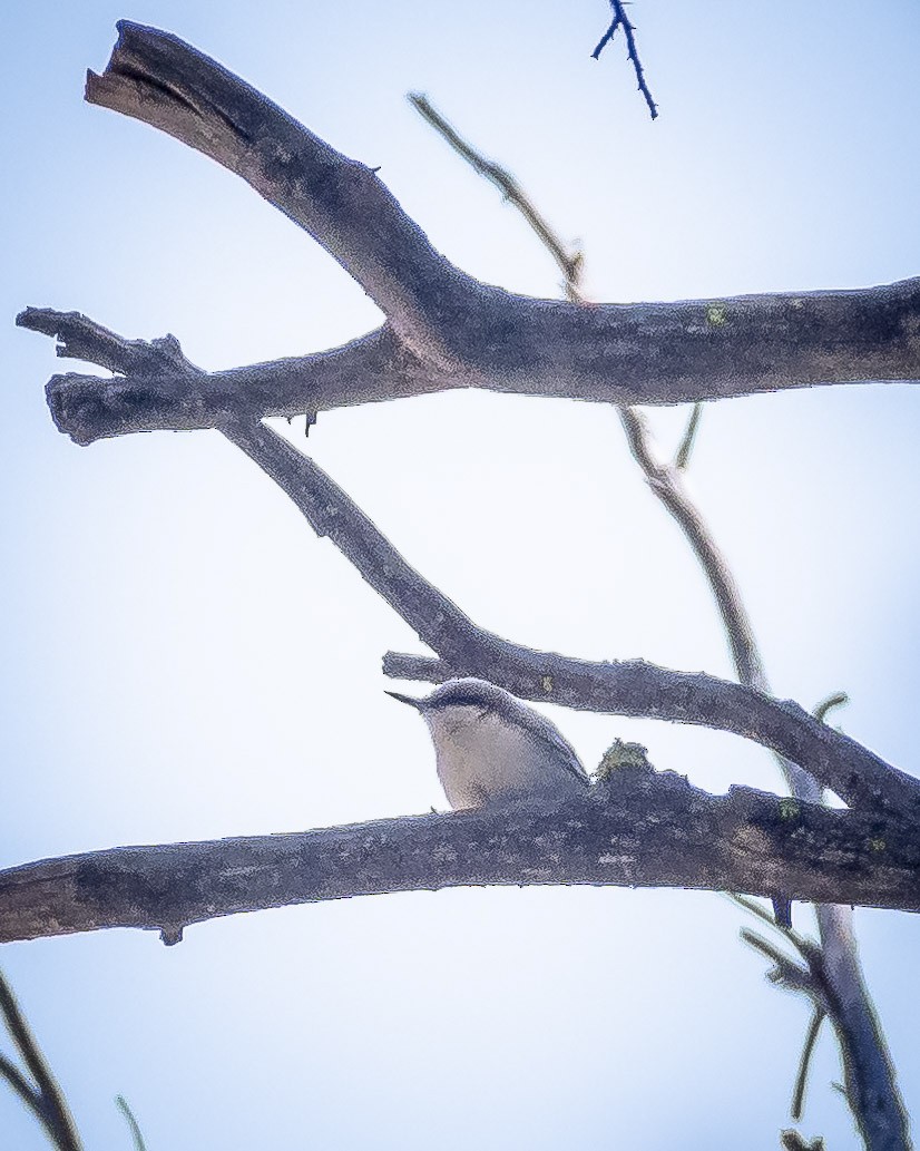 Pygmy Nuthatch - James Kendall