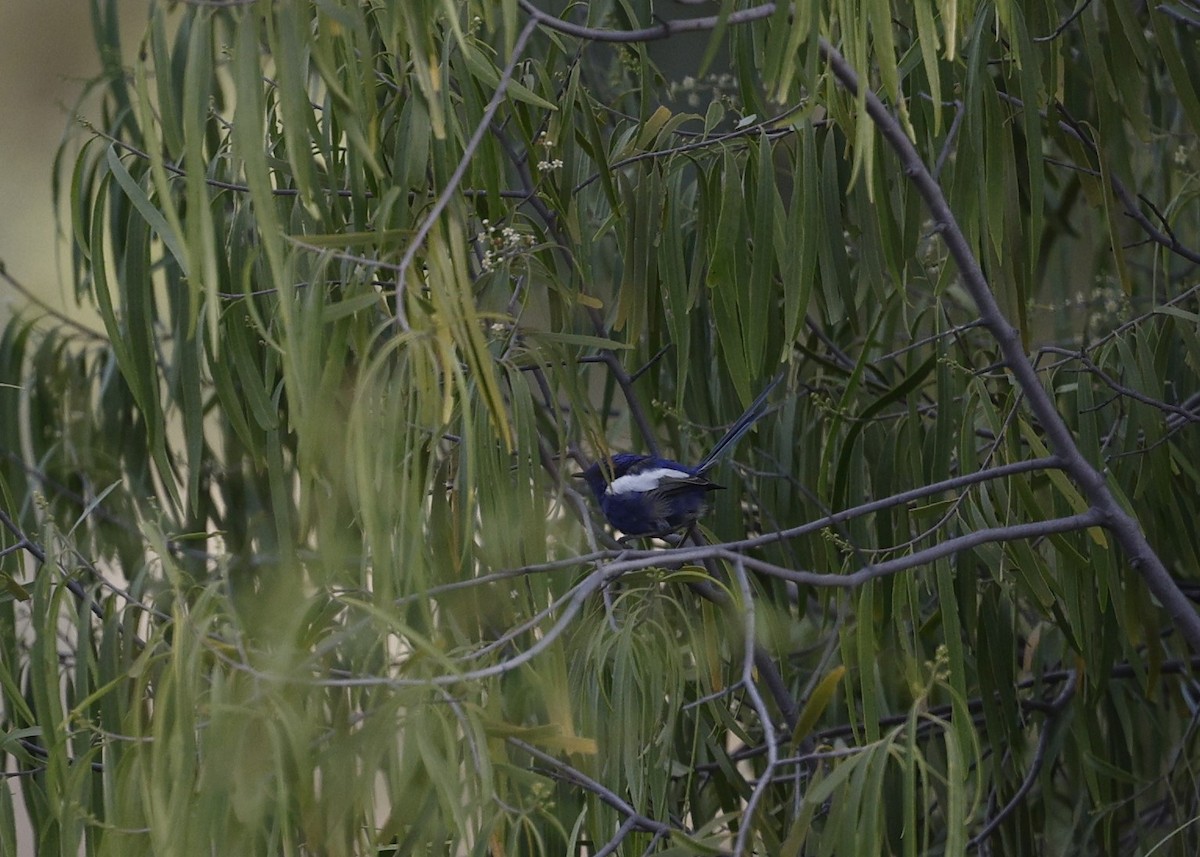 White-winged Fairywren - Cathy Pert