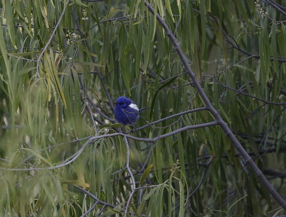 White-winged Fairywren - Cathy Pert