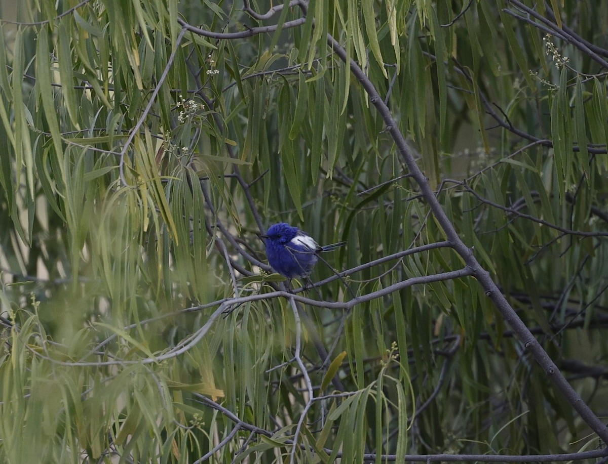 White-winged Fairywren - Cathy Pert