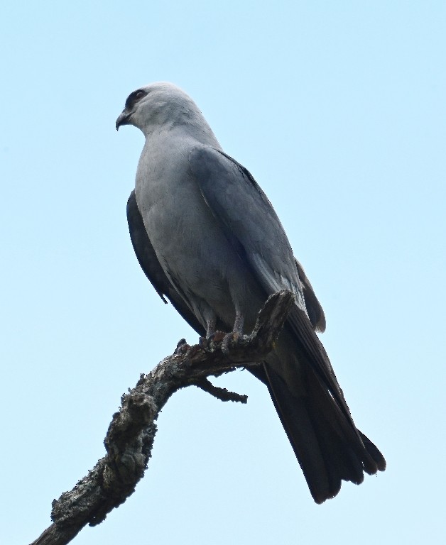 Mississippi Kite - Steve Davis