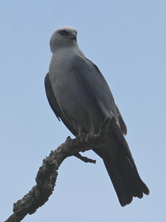 Mississippi Kite - Steve Davis