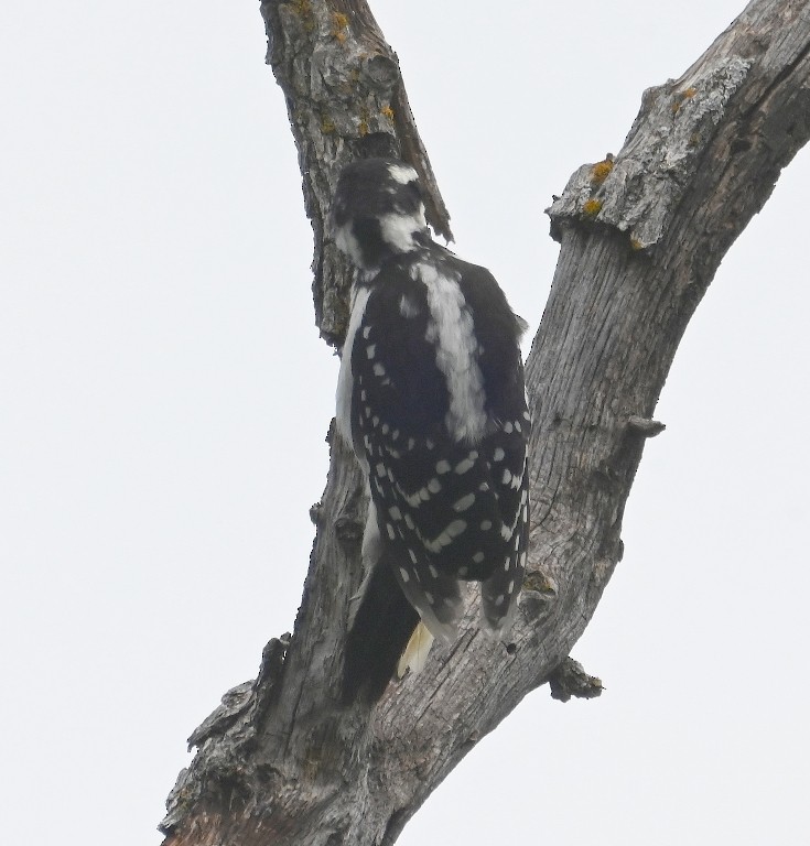 Hairy Woodpecker - Steve Davis