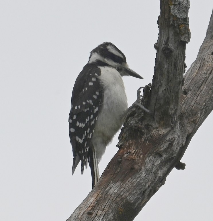 Hairy Woodpecker - Steve Davis