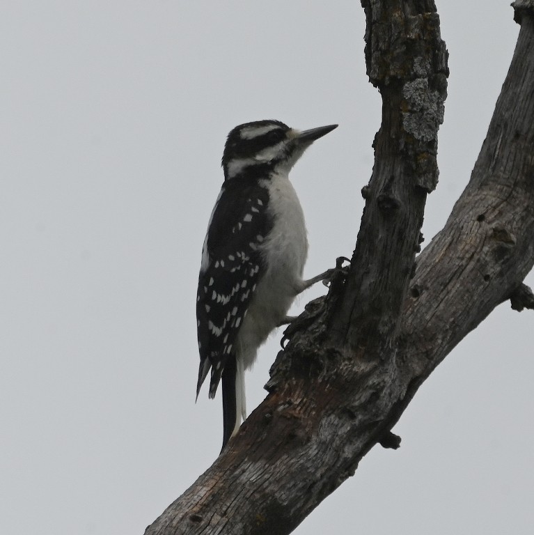 Hairy Woodpecker - Steve Davis