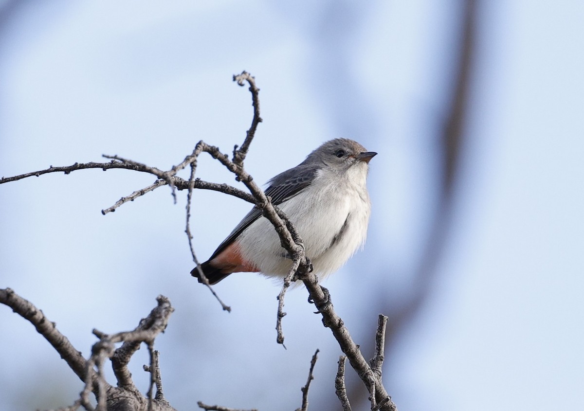 Mistletoebird - Cathy Pert