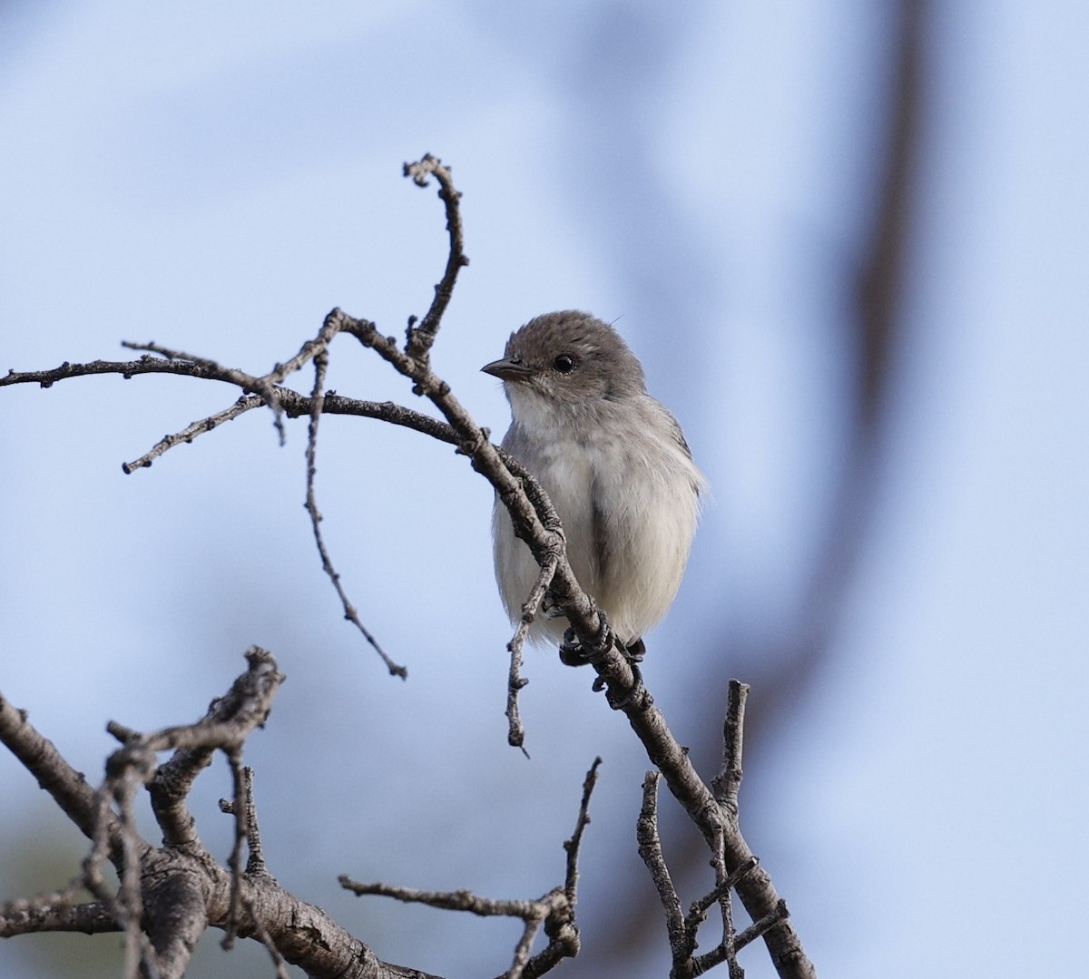 Mistletoebird - Cathy Pert