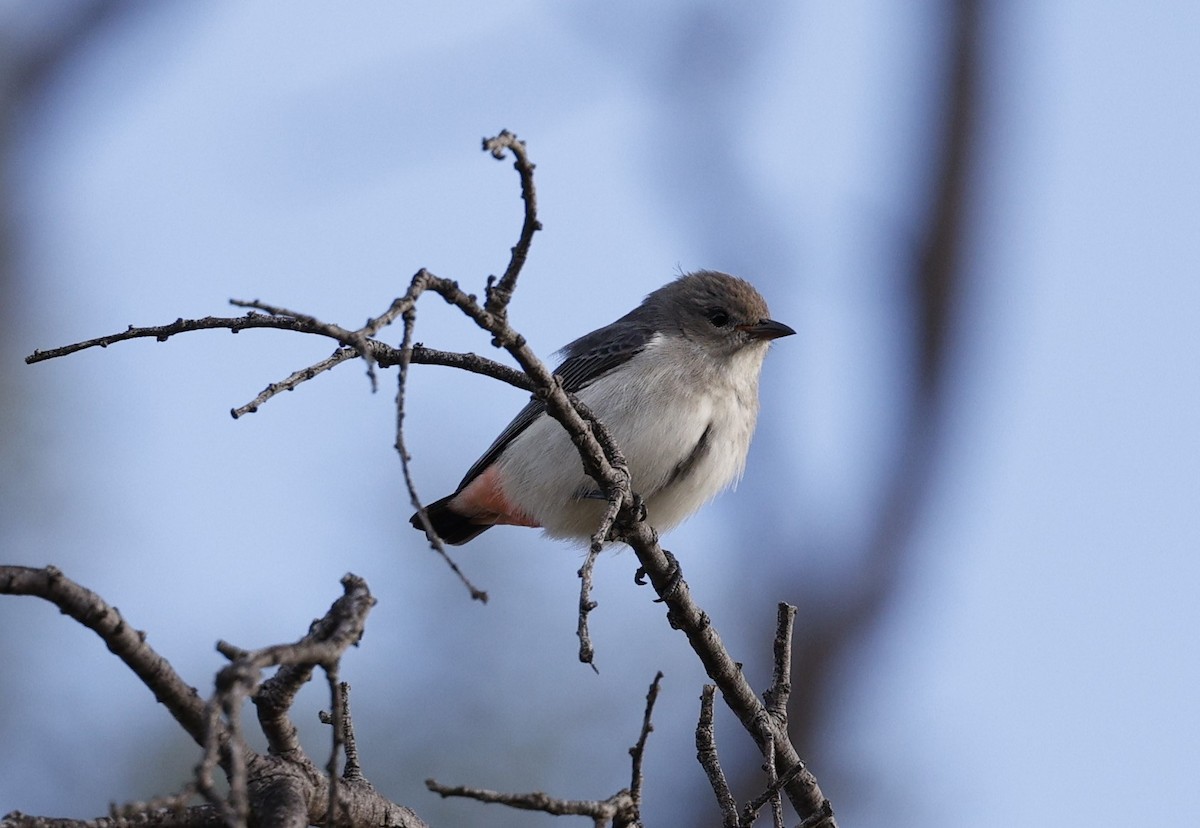 Mistletoebird - Cathy Pert