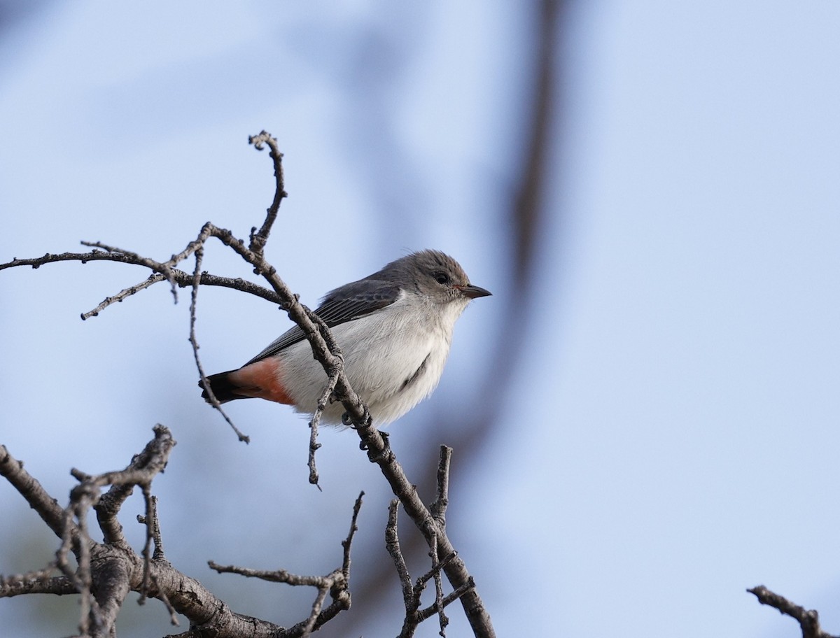 Mistletoebird - Cathy Pert