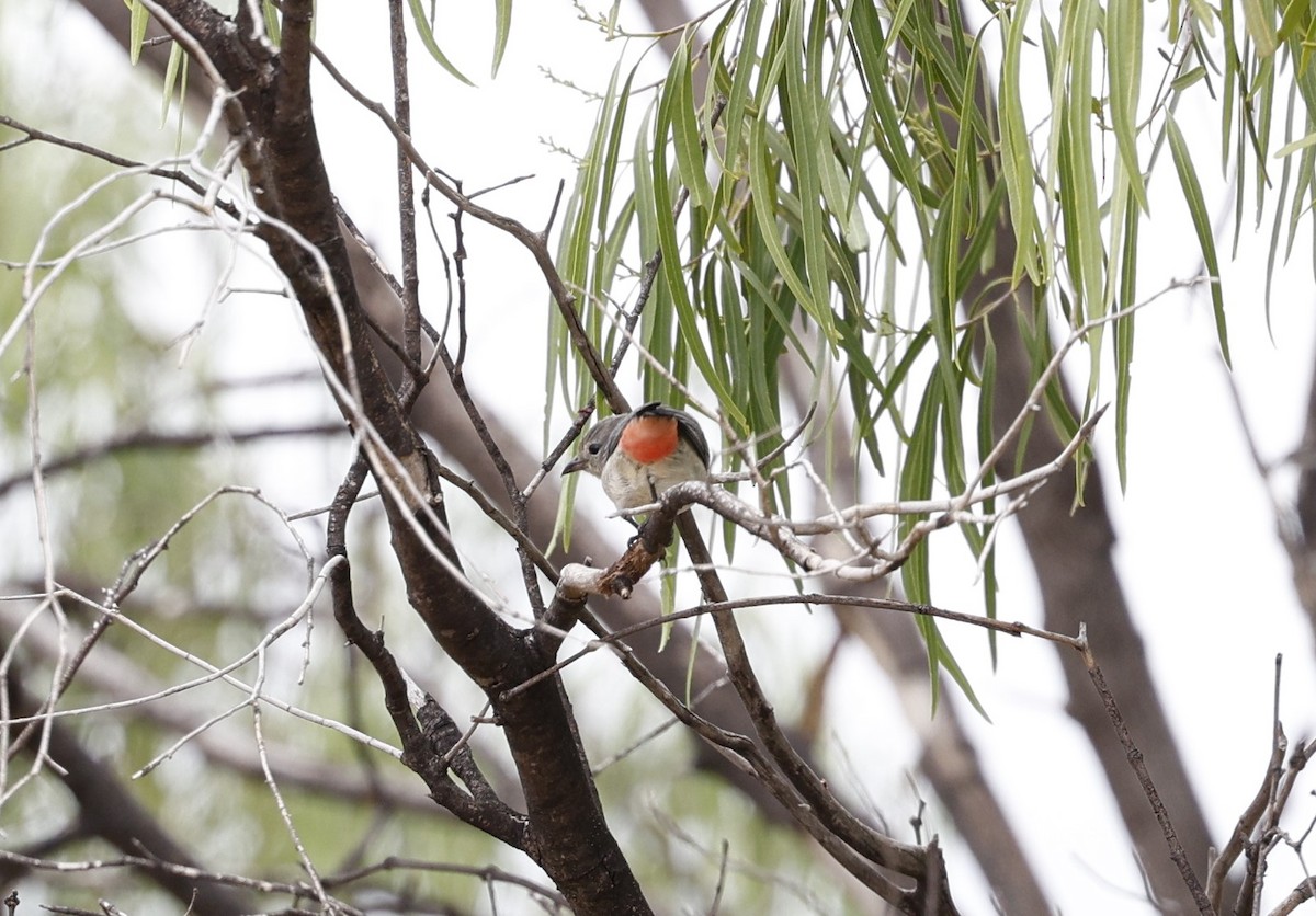 Mistletoebird - Cathy Pert