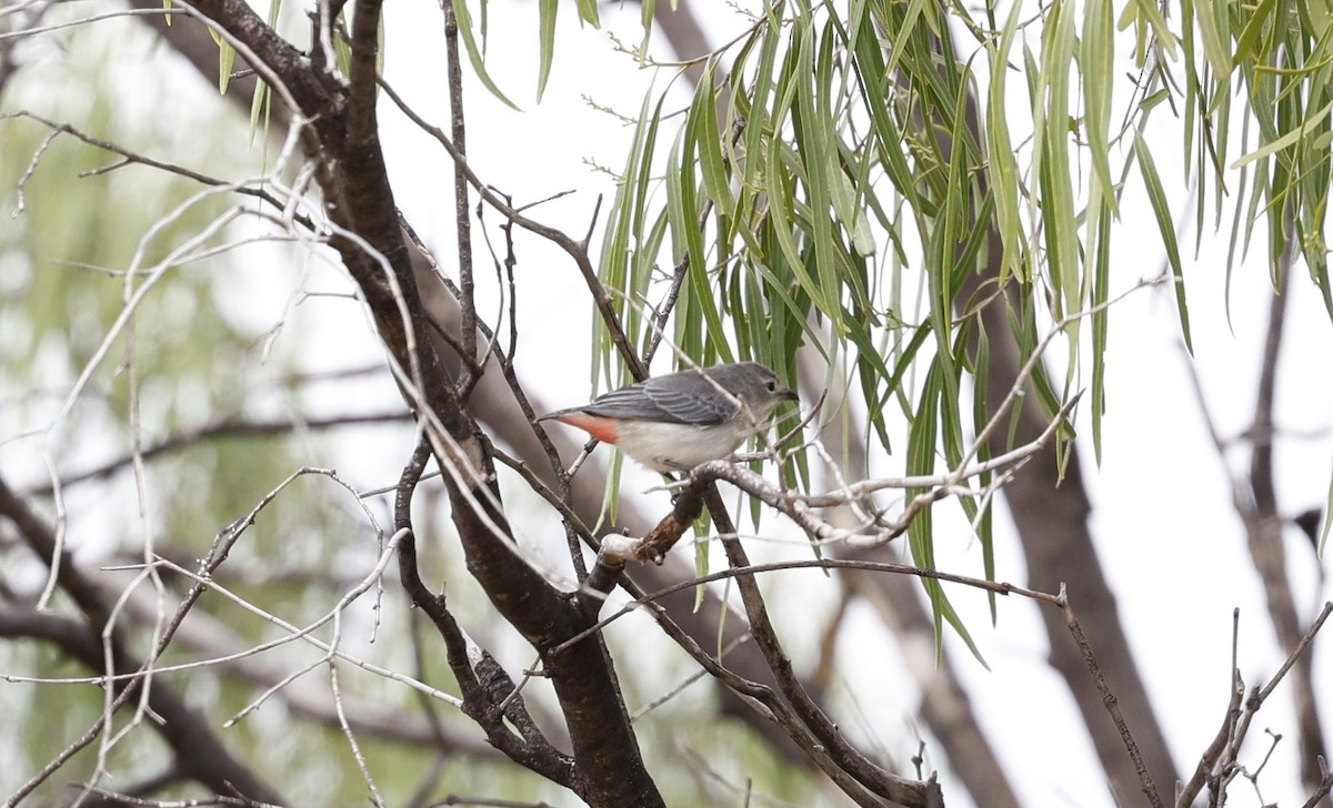 Mistletoebird - Cathy Pert