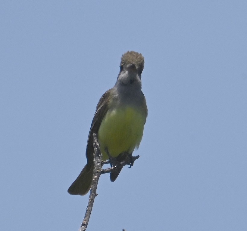 Great Crested Flycatcher - Steve Davis