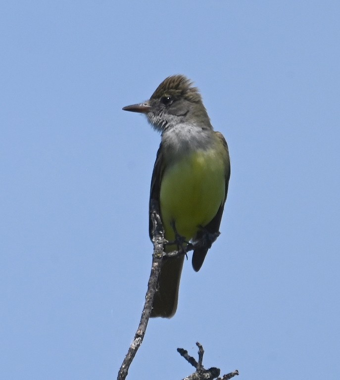 Great Crested Flycatcher - Steve Davis