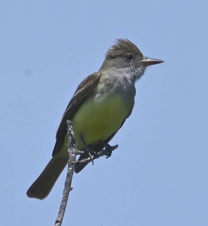 Great Crested Flycatcher - Steve Davis