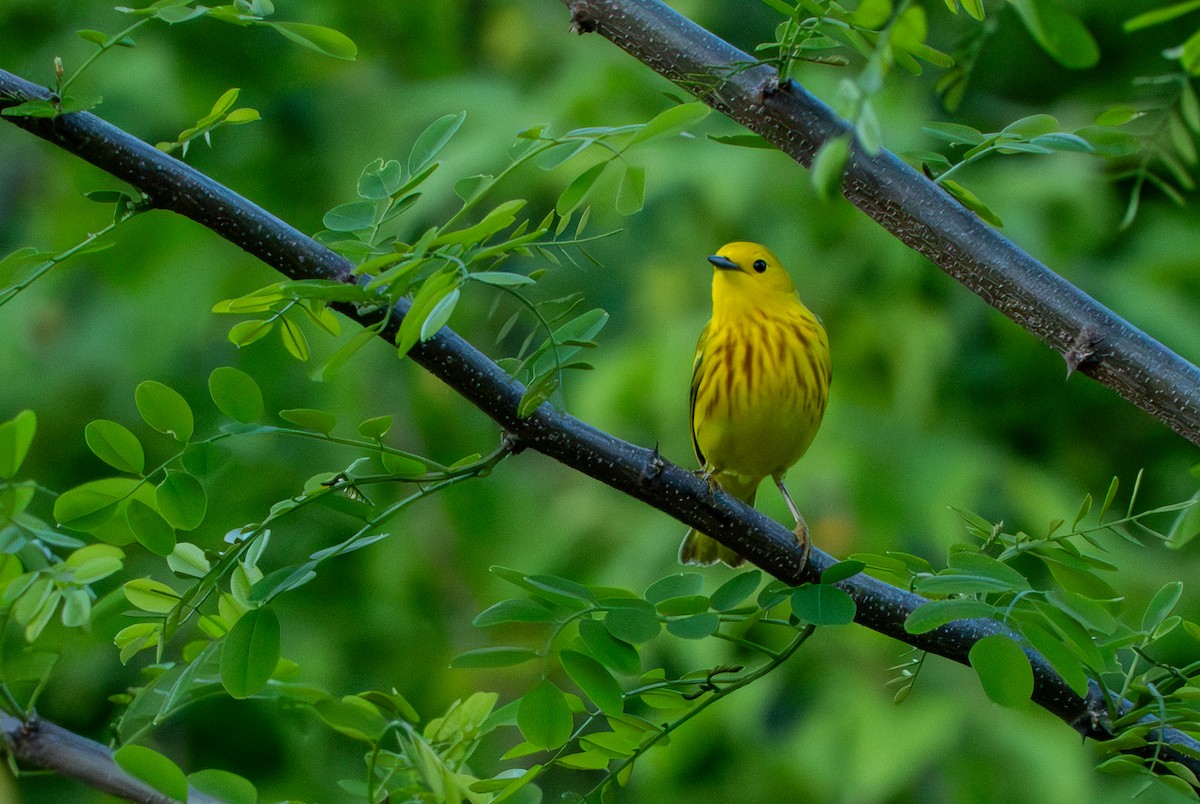 Yellow Warbler - Chad Berry