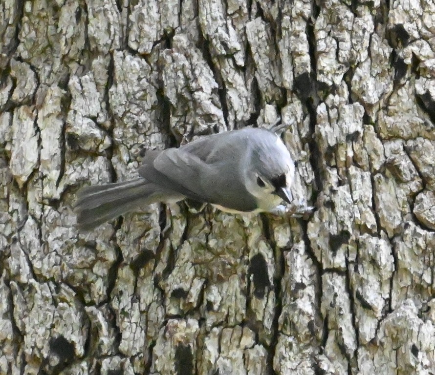 Tufted Titmouse - Steve Davis