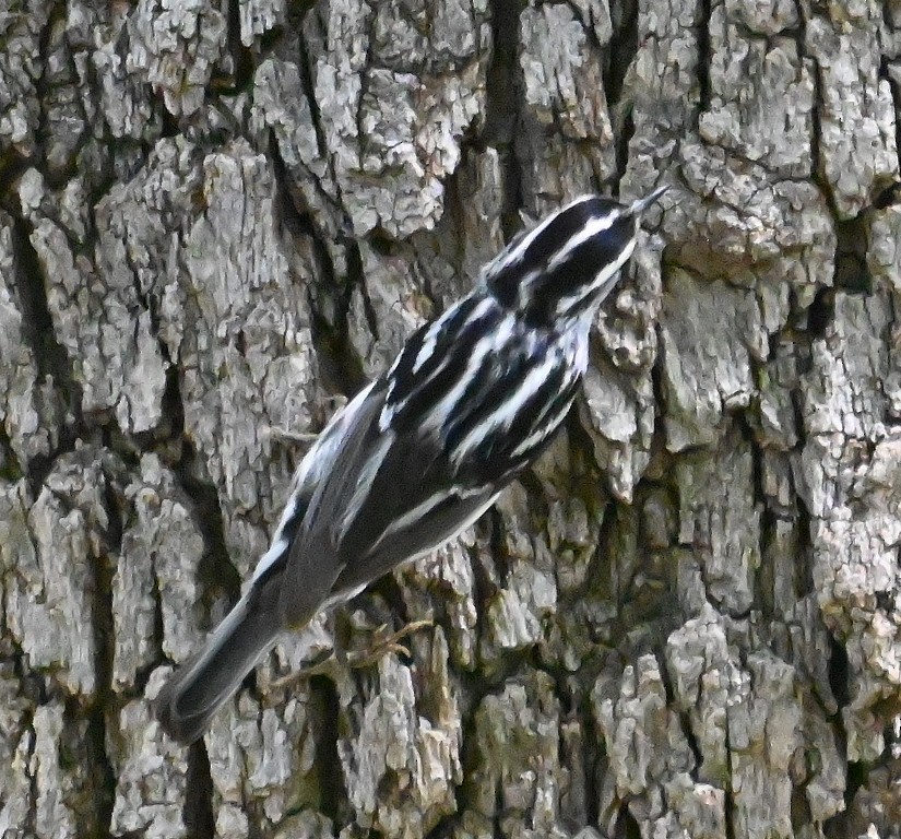 Black-and-white Warbler - Steve Davis