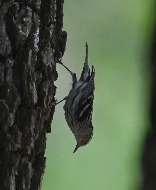 Black-and-white Warbler - Steve Davis