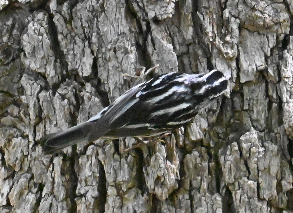 Black-and-white Warbler - Steve Davis