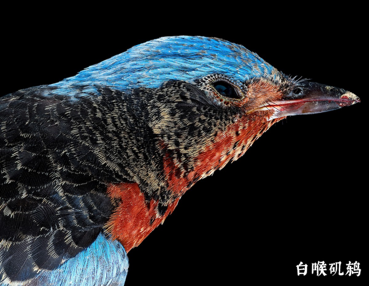 White-throated Rock-Thrush - 浙江 重要鸟讯汇整