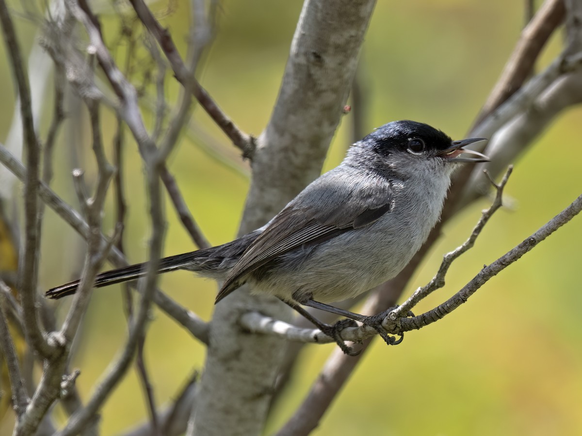 California Gnatcatcher - Robert Hamilton